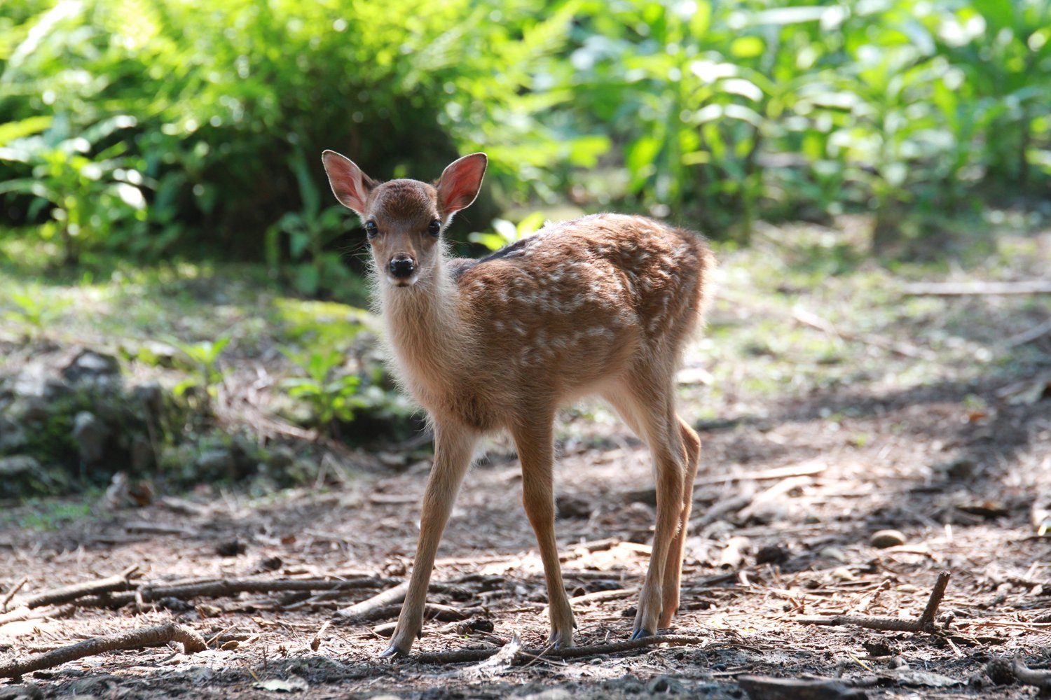🏝️ 아쿠네 오시마 이미지 2